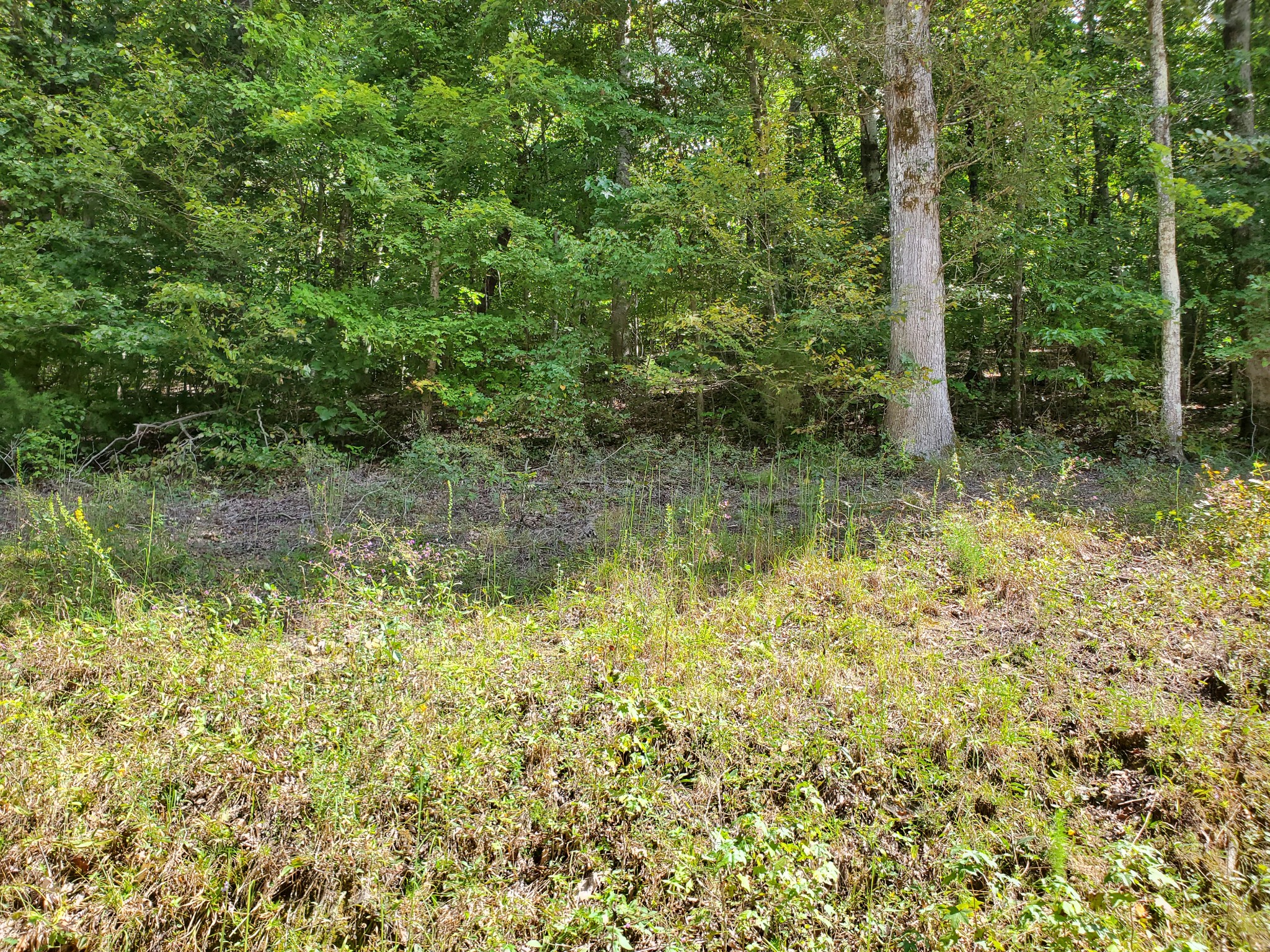 290 Bob Cat Road Linden, TN 37096 - Photo 26 of 49 Gallery Image 26