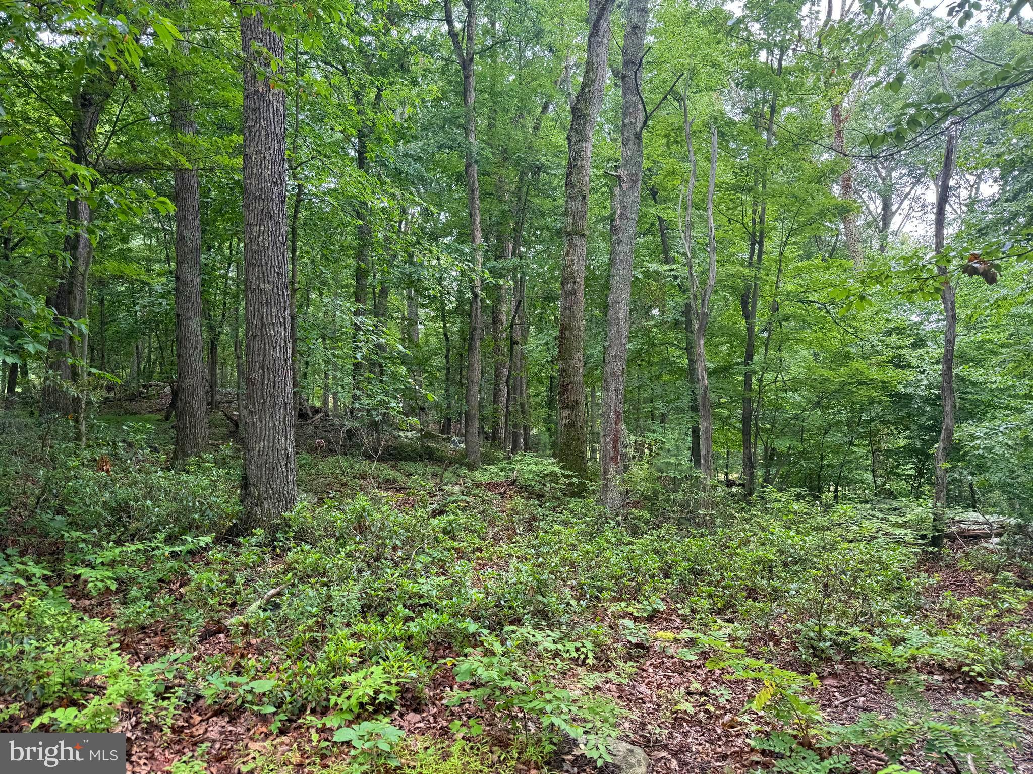 Tr D-15 Deer Path Road Augusta, WV 26704 - Photo 11 of 12