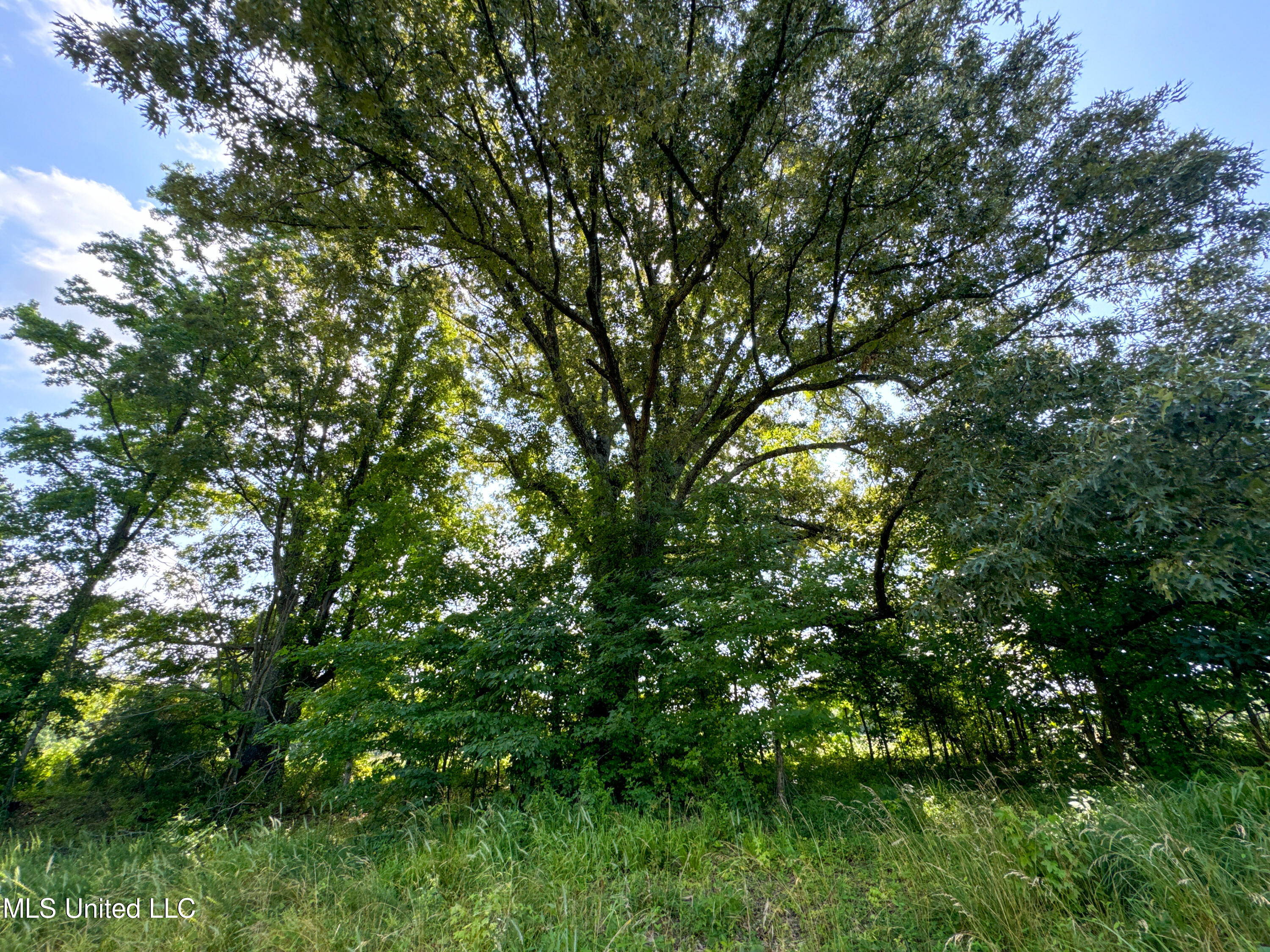 844 Harmon Road Batesville, MS 38606 - Photo 18 of 24 Forest (3)