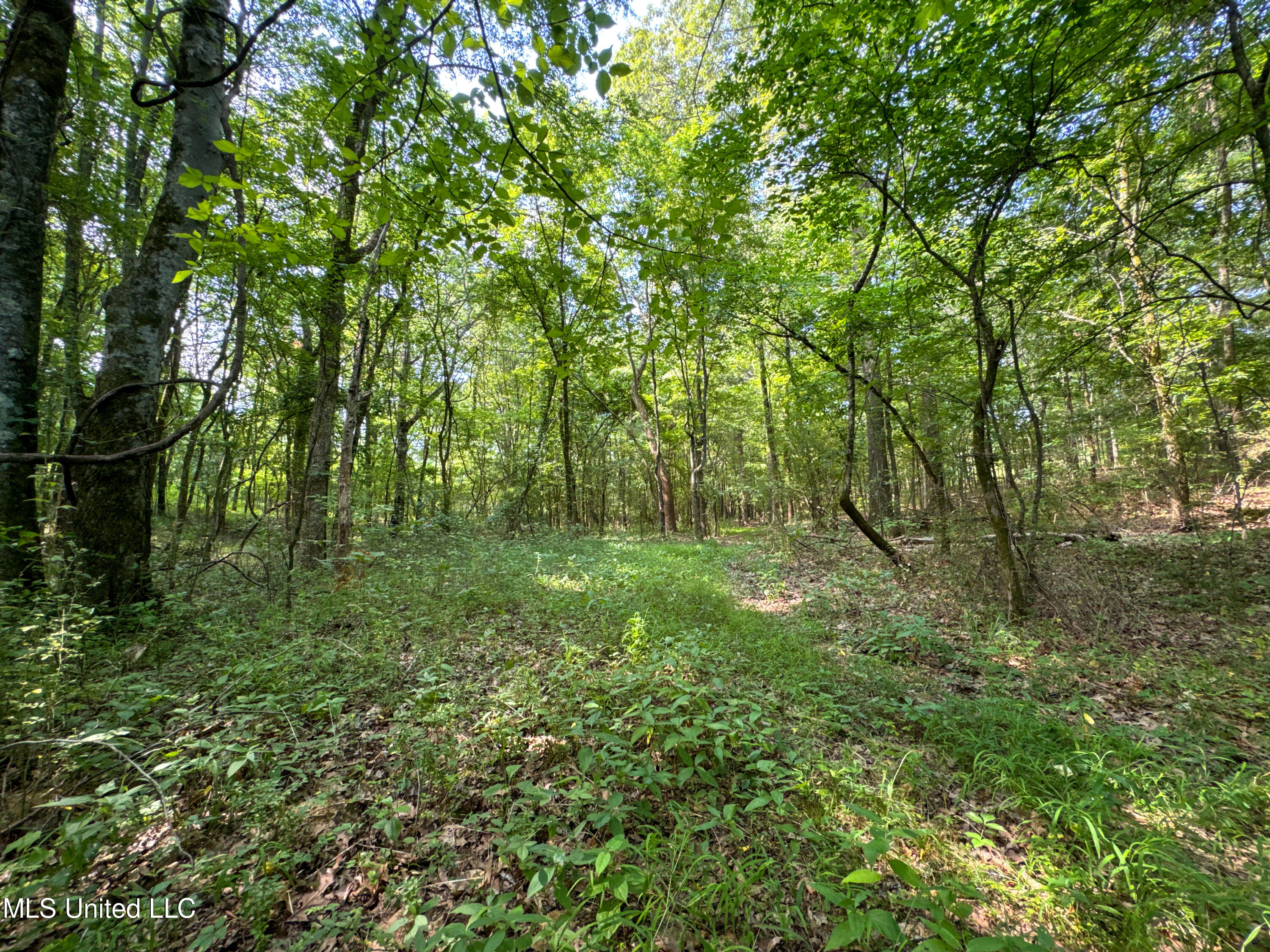 844 Harmon Road Batesville, MS 38606 - Photo 19 of 24 Forest (5)