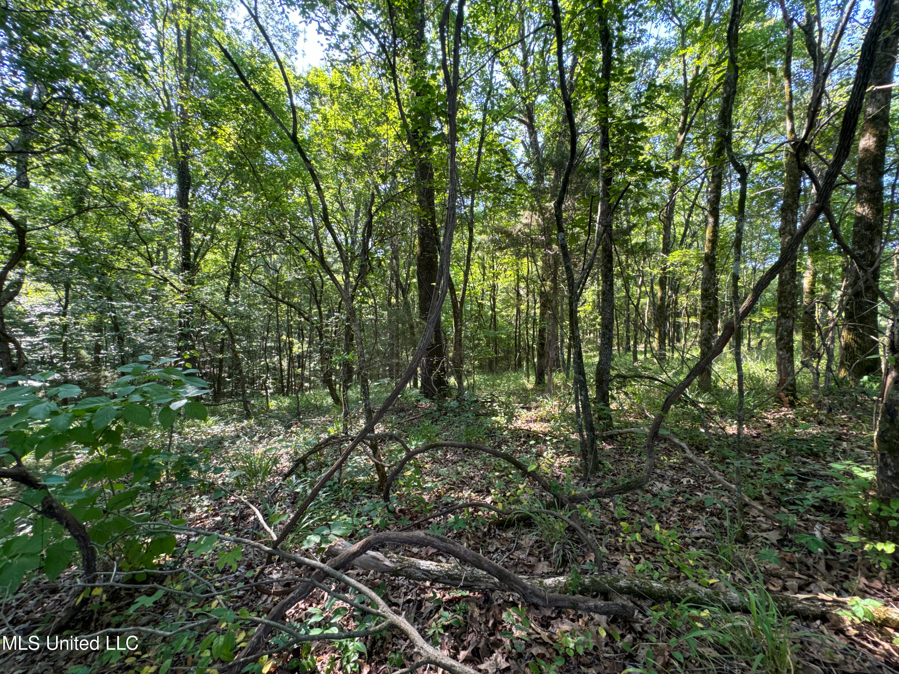 844 Harmon Road Batesville, MS 38606 - Photo 20 of 24 Forest (6)
