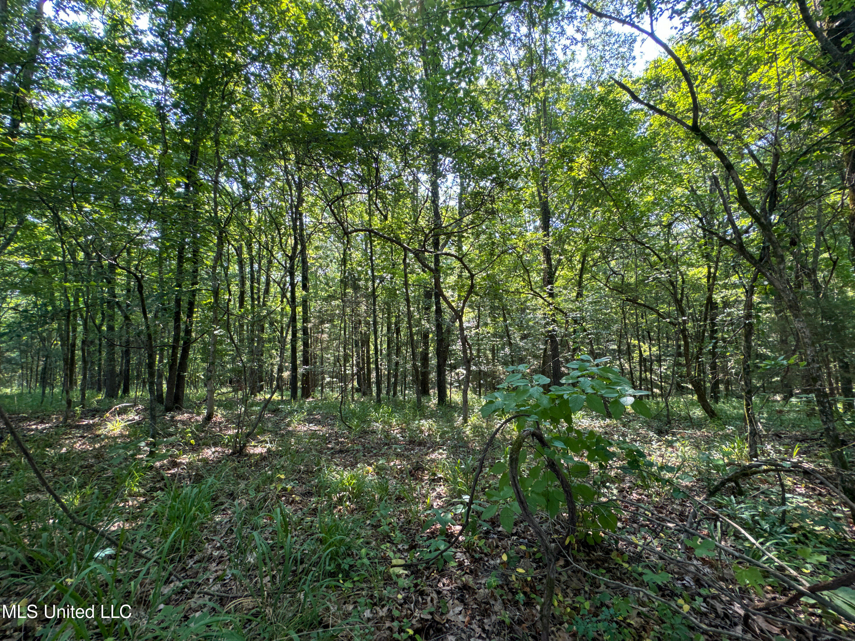 844 Harmon Road Batesville, MS 38606 - Photo 21 of 24 Forest (7)