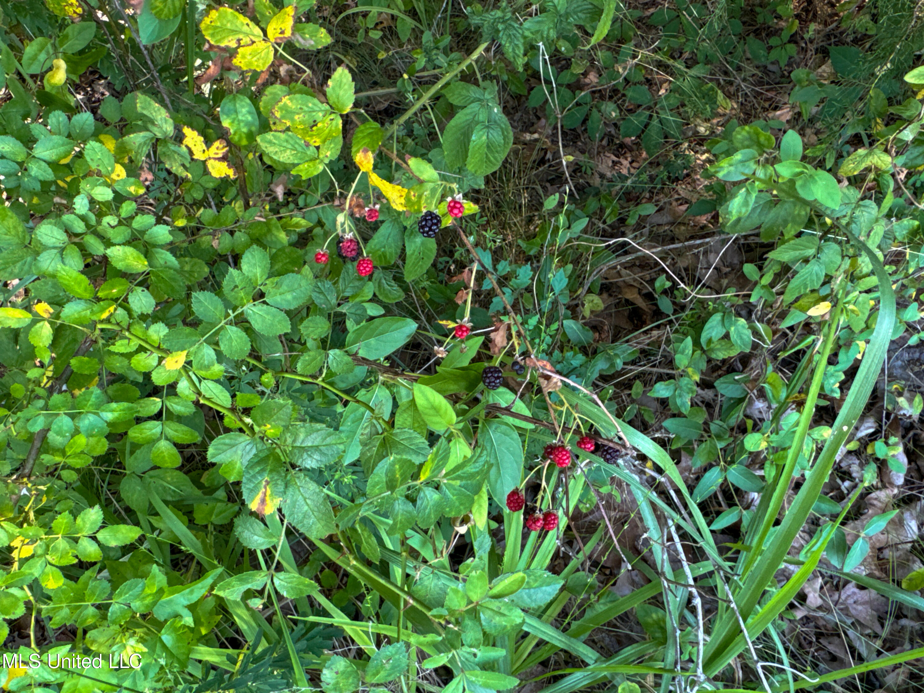 844 Harmon Road Batesville, MS 38606 - Photo 22 of 24 Forest (8)