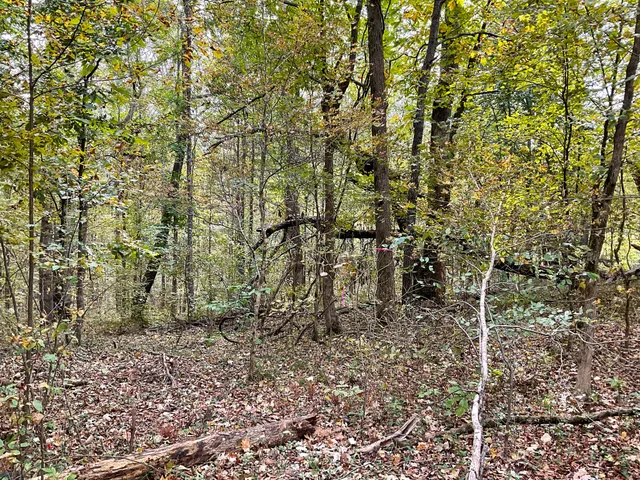 a view of a forest with trees in the background