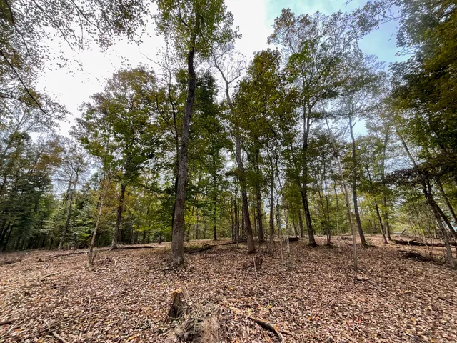 a view of outdoor space with trees