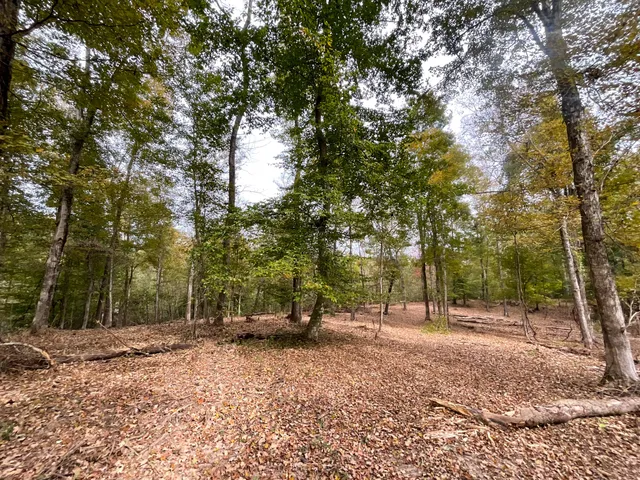 a view of a forest filled with trees