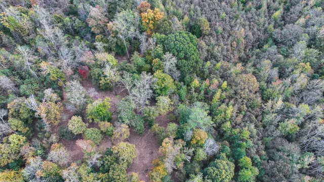 a view of a yard with plants and large trees