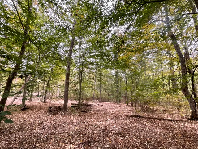 a view of a tree in the middle of a yard
