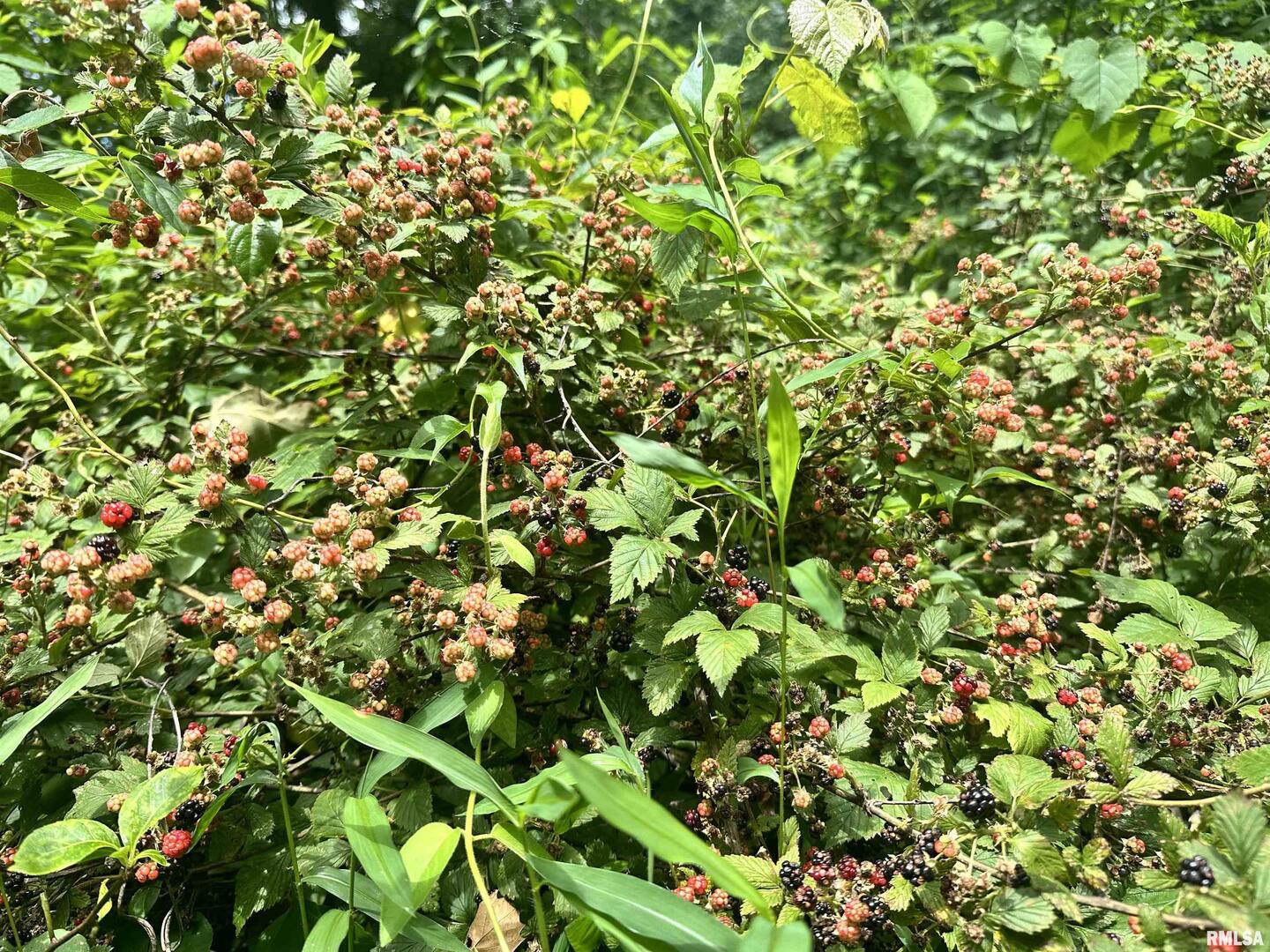 0 Knob Creek Road Carbondale, IL 62903 - Photo 12 of 16