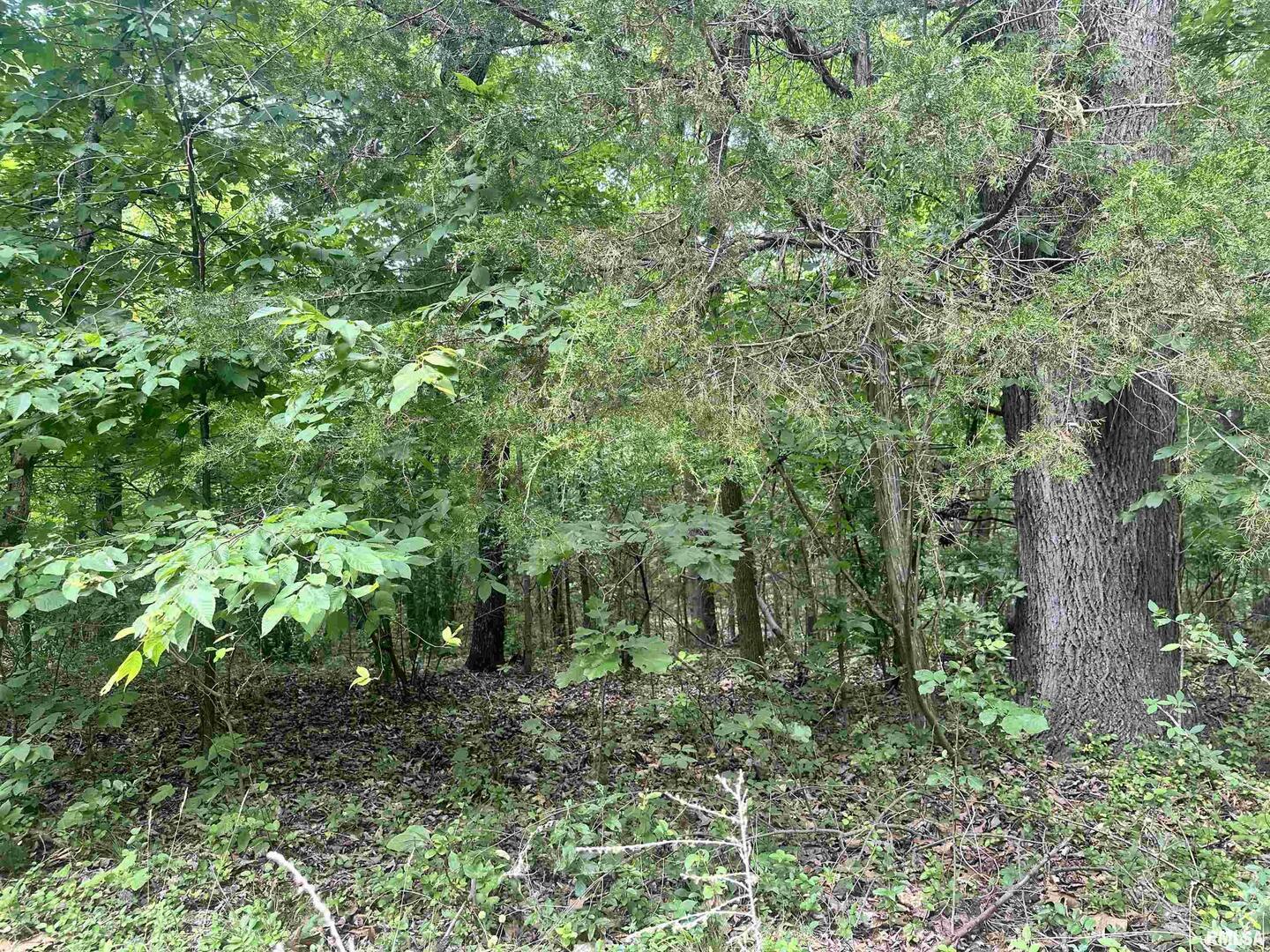 0 Knob Creek Road Carbondale, IL 62903 - Photo 6 of 16