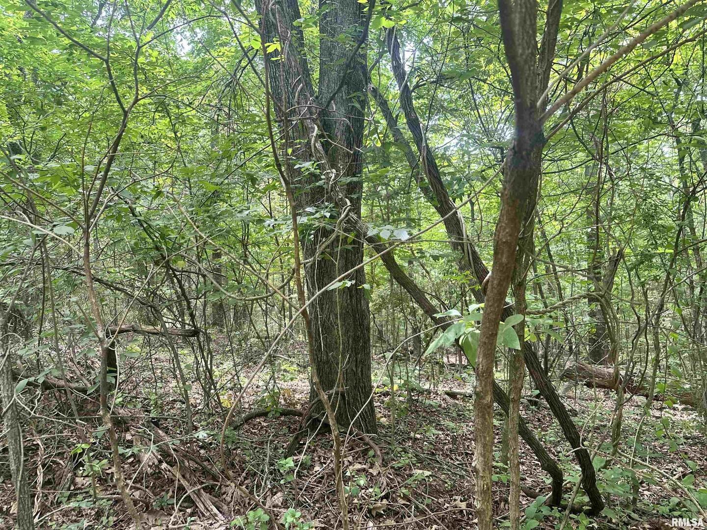 0 Knob Creek Road Carbondale, IL 62903 - Photo 7 of 16