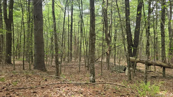 a view of outdoor space with lots of trees