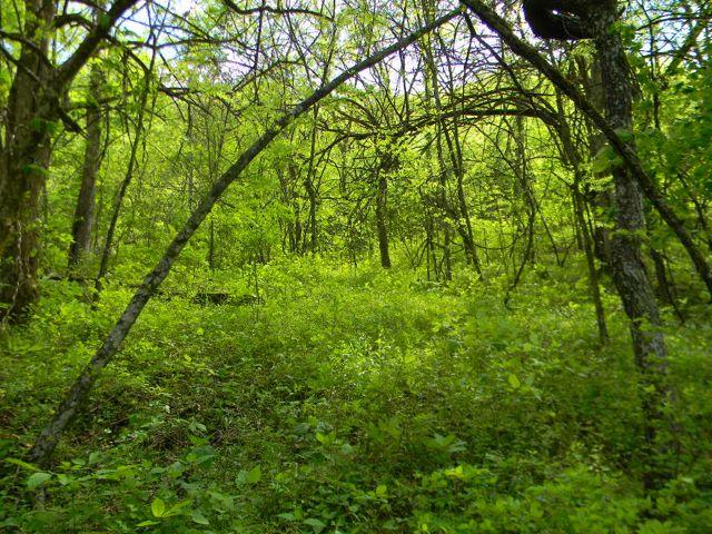 663 Dry Branch Road Dixon Springs, TN 37057 - Photo 16 of 16 Gallery Image 16