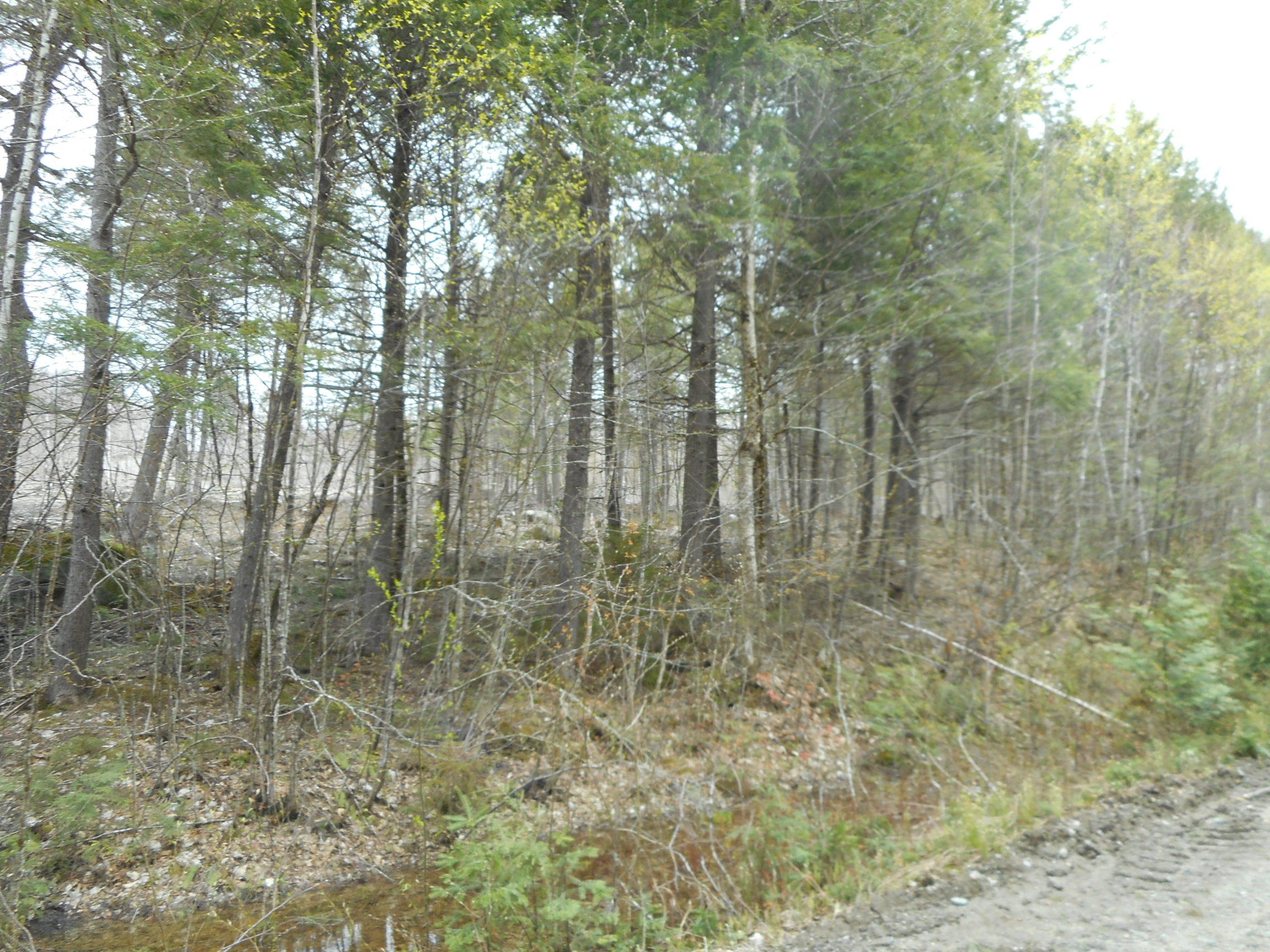 33-acres Upper Pug Road Lakeville, ME 04487 - Photo 13 of 13 DSCN2082
