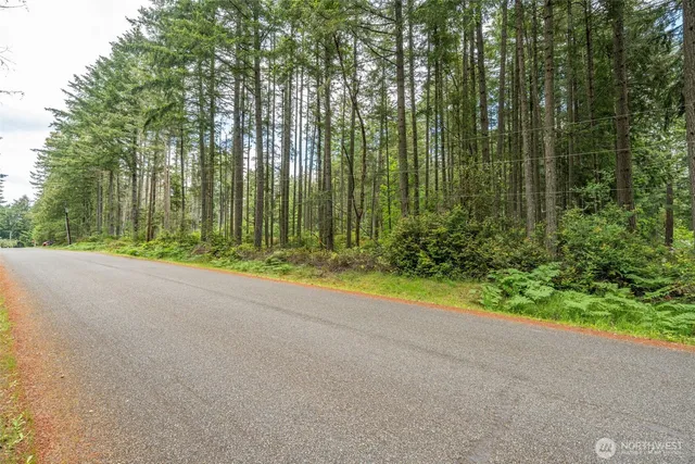 a view of a backyard with plants and large trees