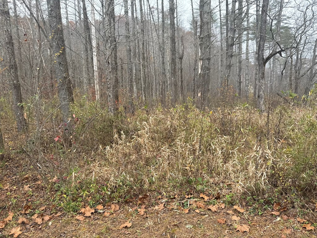 0 Rushing Water Trail Hayesville, NC 28904 - Photo 4 of 7 a view of bath room with a dry trees