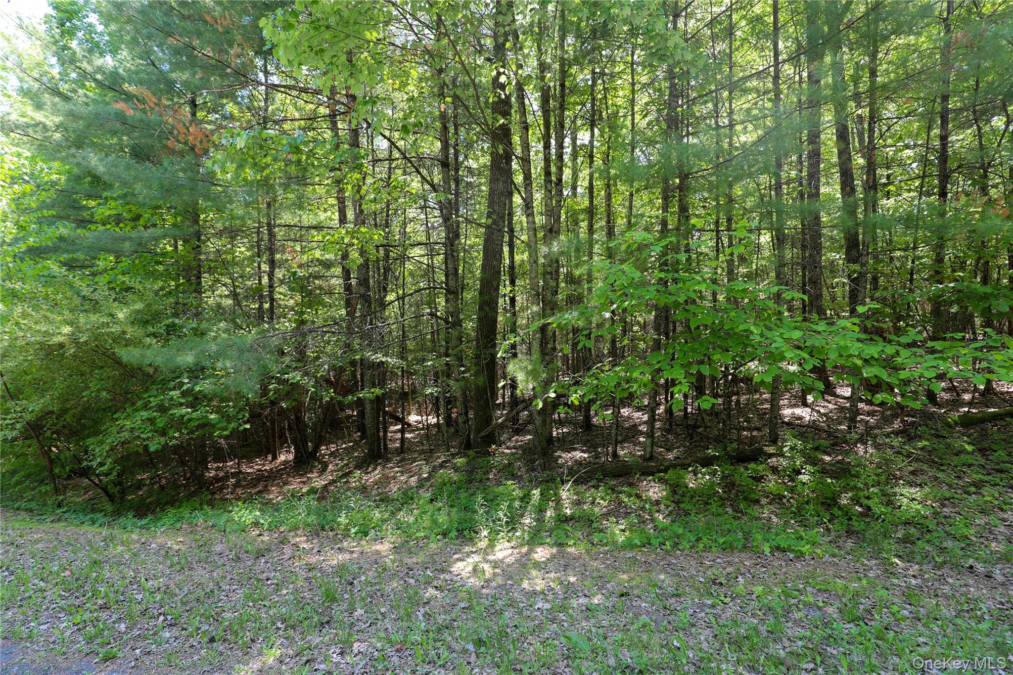 Tbd Bristol Hill Road Hurley, NY 12443 - Photo 13 of 17 a view of forest