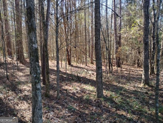 2331 Kesler Road Carnesville, GA 30521 - Photo 18 of 50 a view of outdoor space with lots of trees