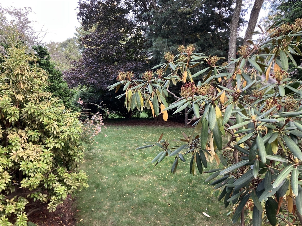 3 Glenoe Road Brookline, MA 02467 - Photo 6 of 7 a view of a yard with plants and trees