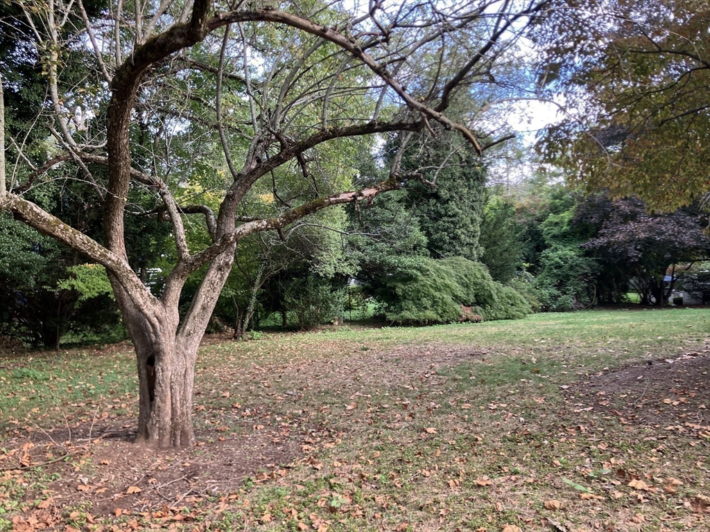 3 Glenoe Road Brookline, MA 02467 - Photo 8 of 12 a view of a yard with a tree