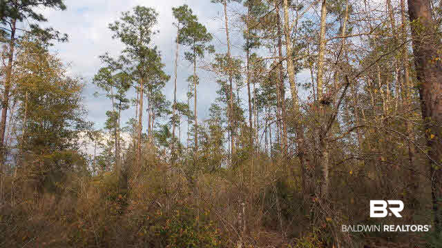 0 Lewis Road Titusville, FL 32796 - Photo 7 of 12 Gallery Image 7