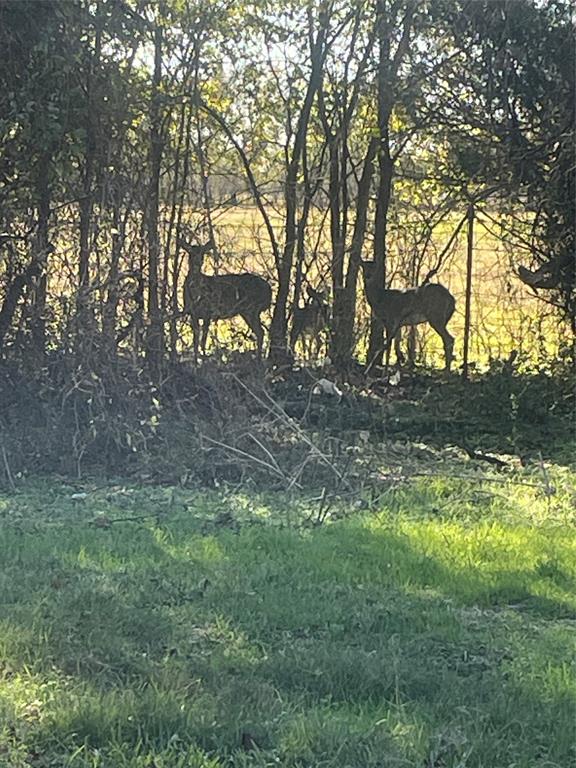 3373 Northeast 0160 Road Powell, TX 75153 - Photo 6 of 6 a view of yard