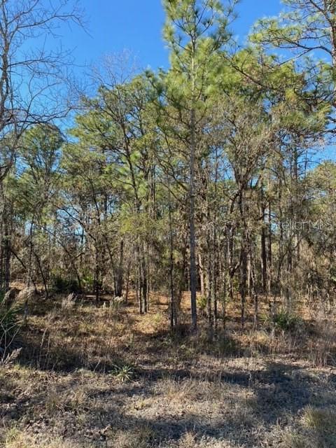 16163 Magpie Road Weeki Wachee, FL 34614 - Photo 1 of 1 a view of outdoor space and yard