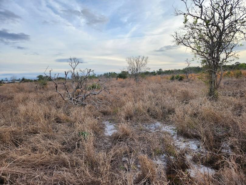 West Frostproof Road Frostproof, FL 33843 - Photo 20 of 29 a view of a dry yard with trees