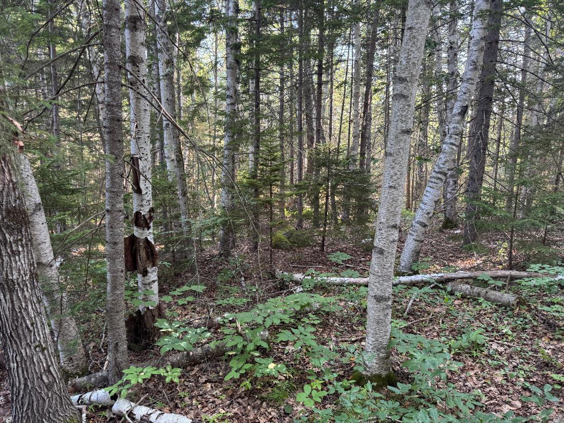 0 Pine Tree Lane Boothbay, ME 04537 - Photo 7 of 8 Gosselin photo 4