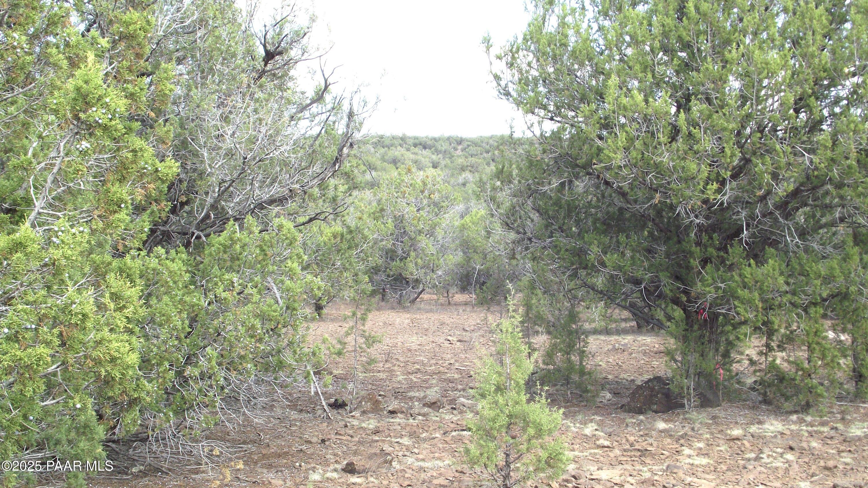 Lot 13 Westwood Ranch Williams, AZ 86046 - Photo 25 of 34 a view of a forest with trees in the background