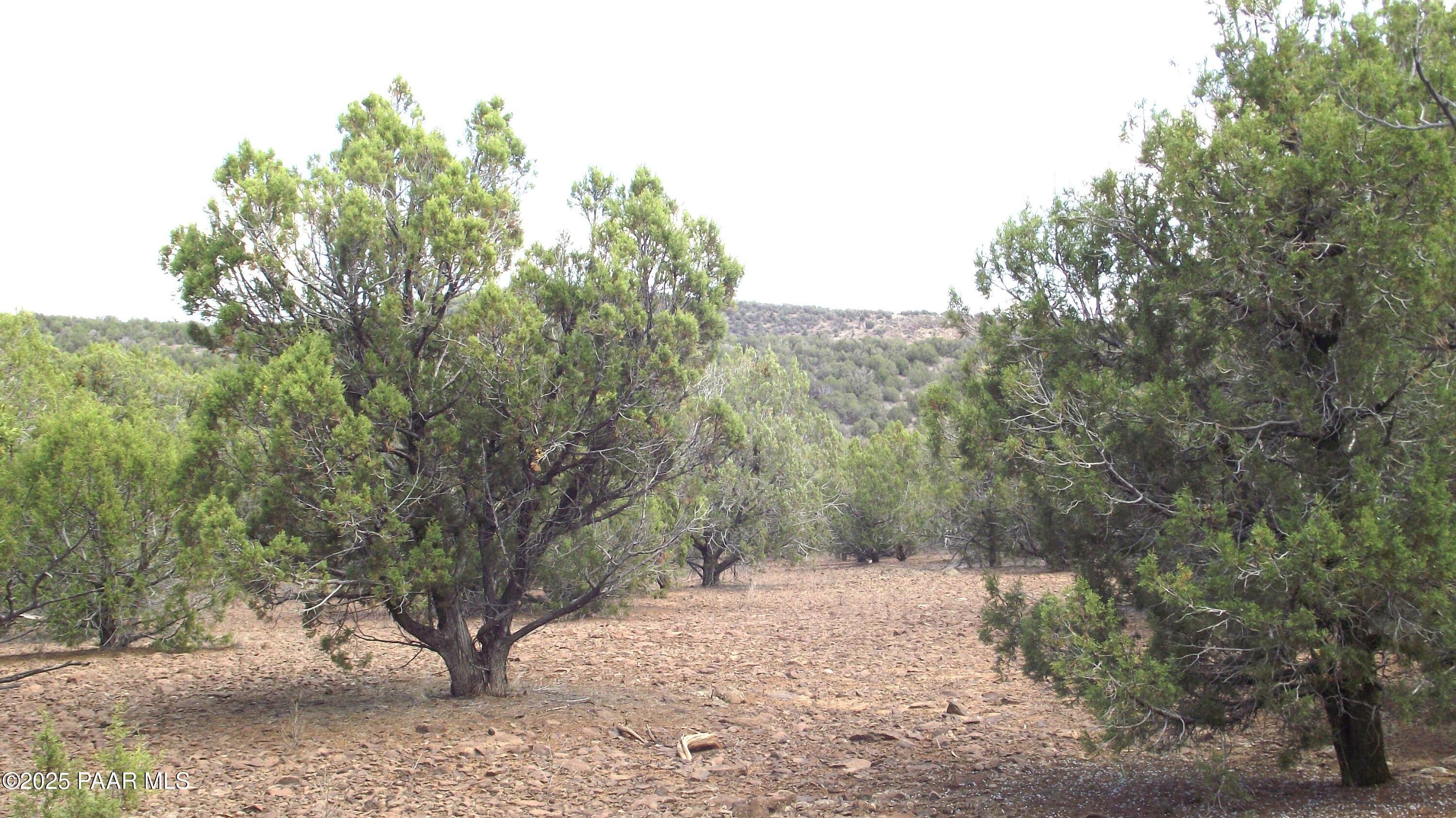 Lot 13 Westwood Ranch Williams, AZ 86046 - Photo 26 of 34 a view of a road with trees in the background