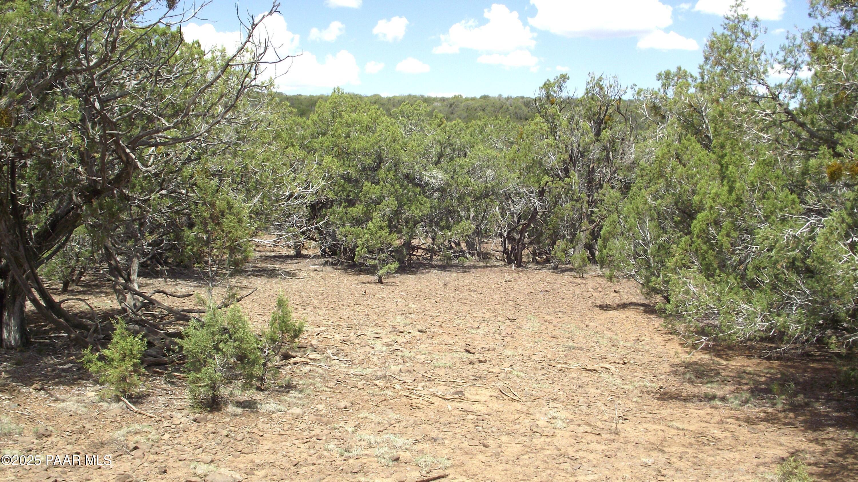 Lot 13 Westwood Ranch Williams, AZ 86046 - Photo 28 of 34 a view of a yard with a tree