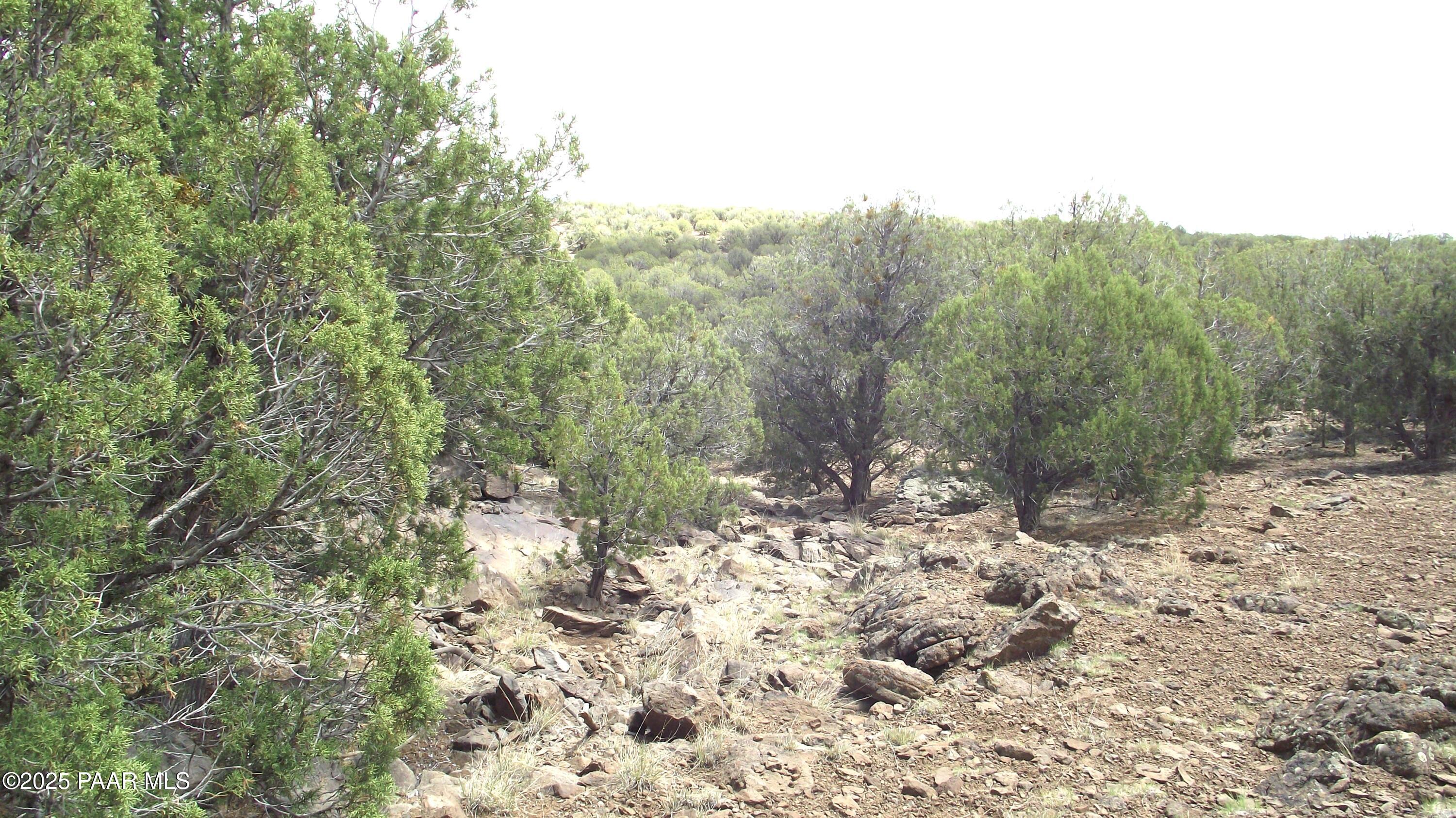 Lot 13 Westwood Ranch Williams, AZ 86046 - Photo 29 of 34 a view of a forest with trees