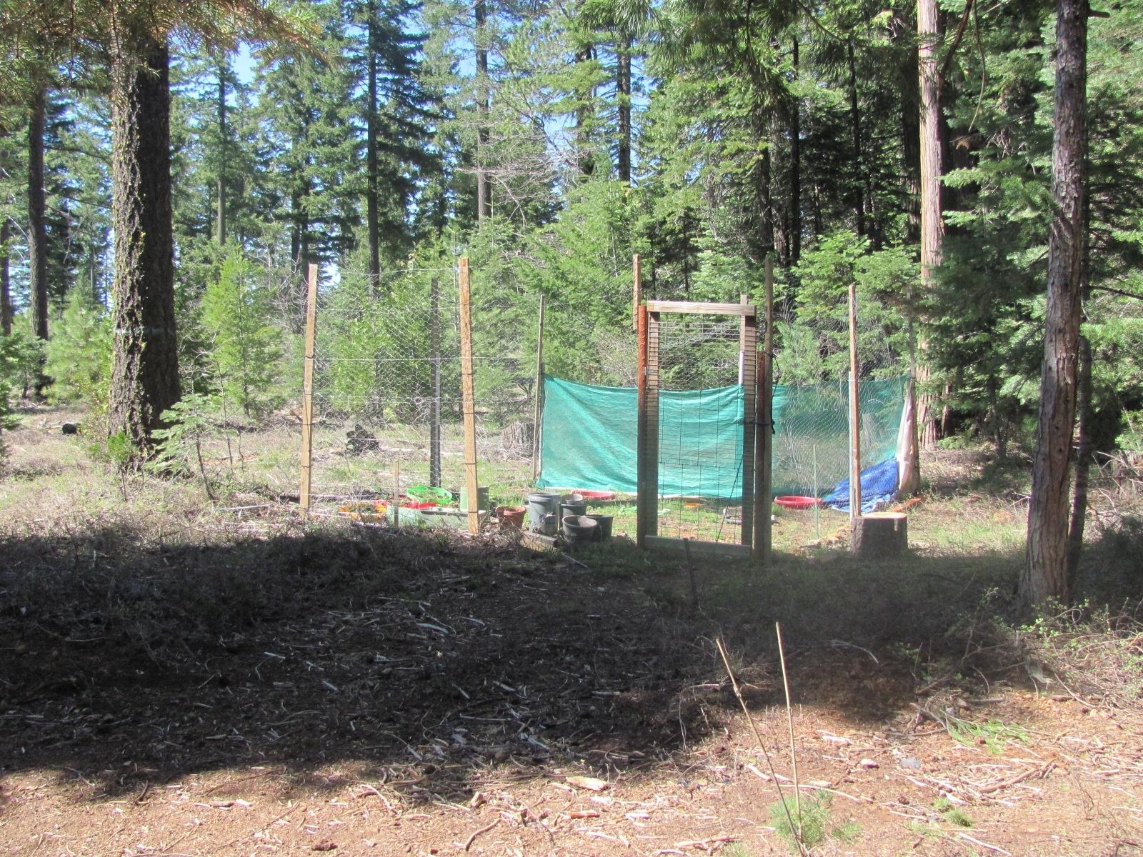 34515 Westward Ho Road Shingletown, CA 96088 - Photo 23 of 26 fenced garden area