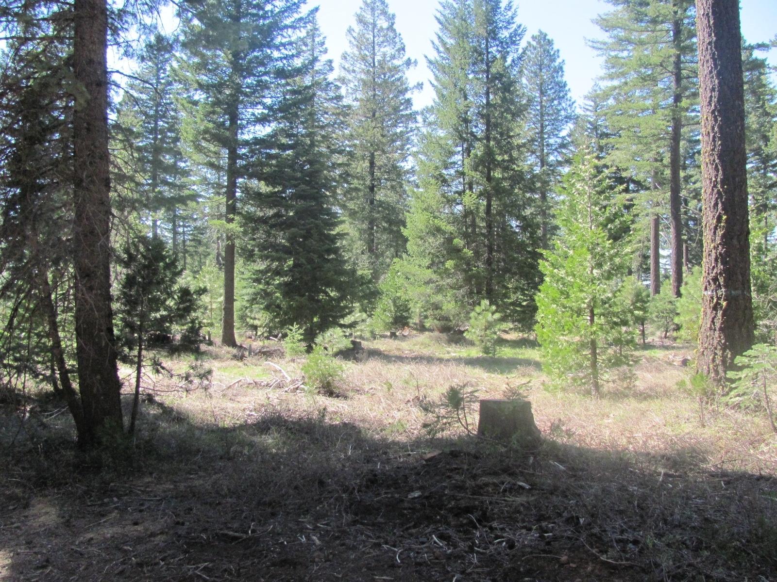 34515 Westward Ho Road Shingletown, CA 96088 - Photo 24 of 26 adjoining wilderness