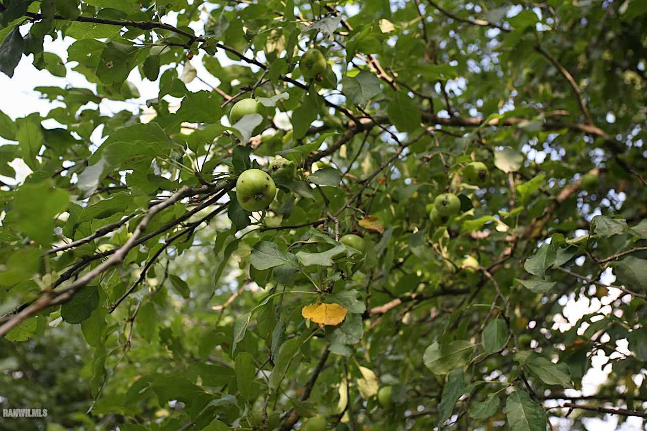 9256 East Greenvale Road Stockton, IL 61085 - Photo 9 of 22 a picture of a tree