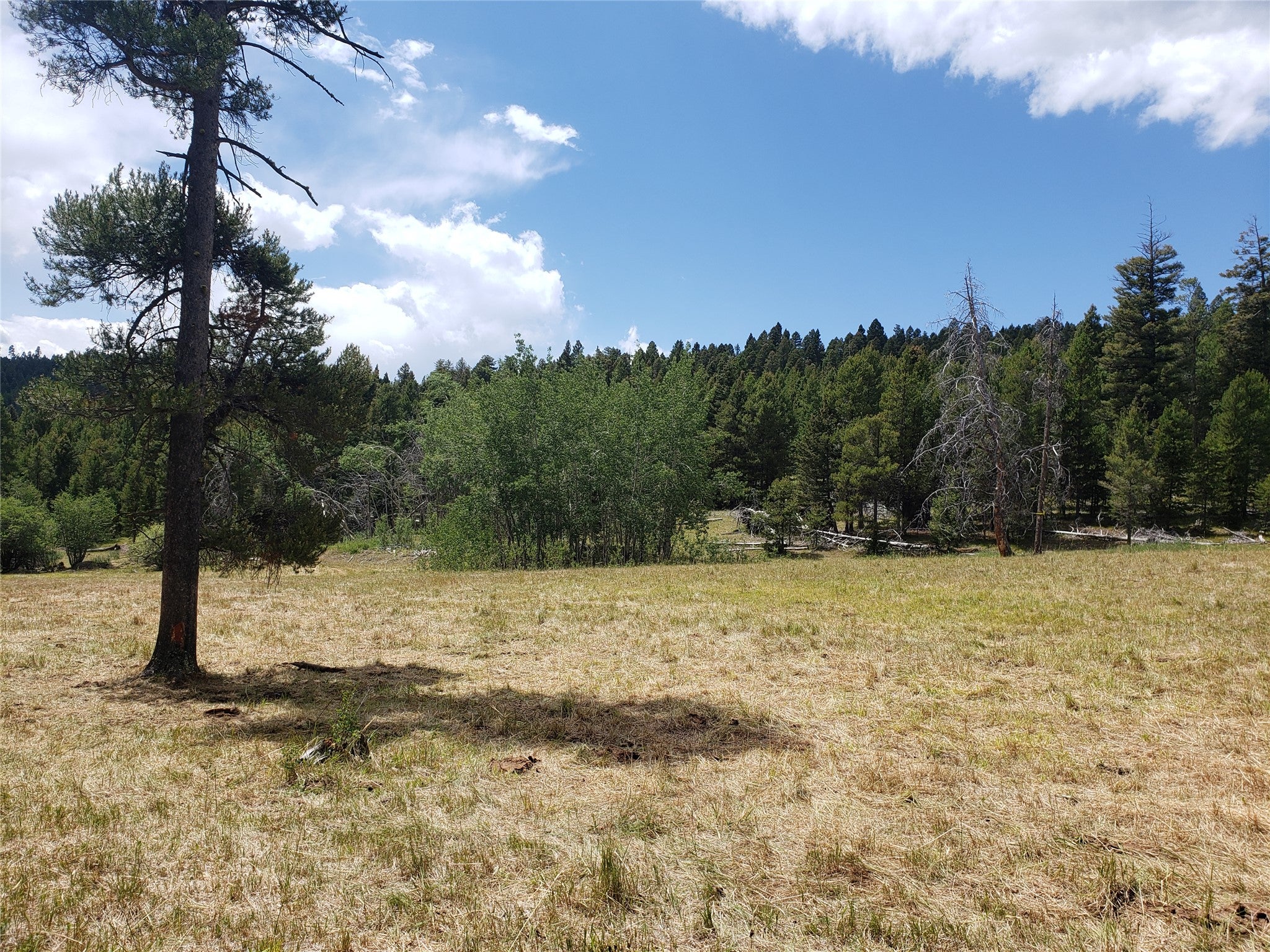 300 Hematite Road Gold Creek, MT 59733 - Photo 8 of 30 Gallery Image 8