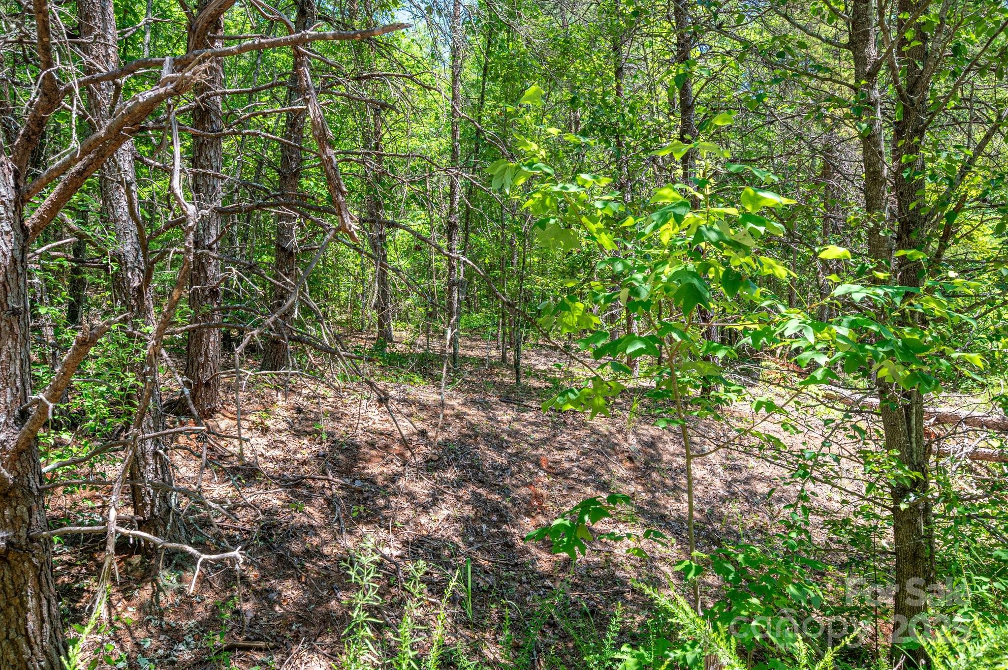 0 Meadow Crossing Drive Rutherfordton, NC 28139 - Photo 21 of 22 a view of a yard with plants and tree