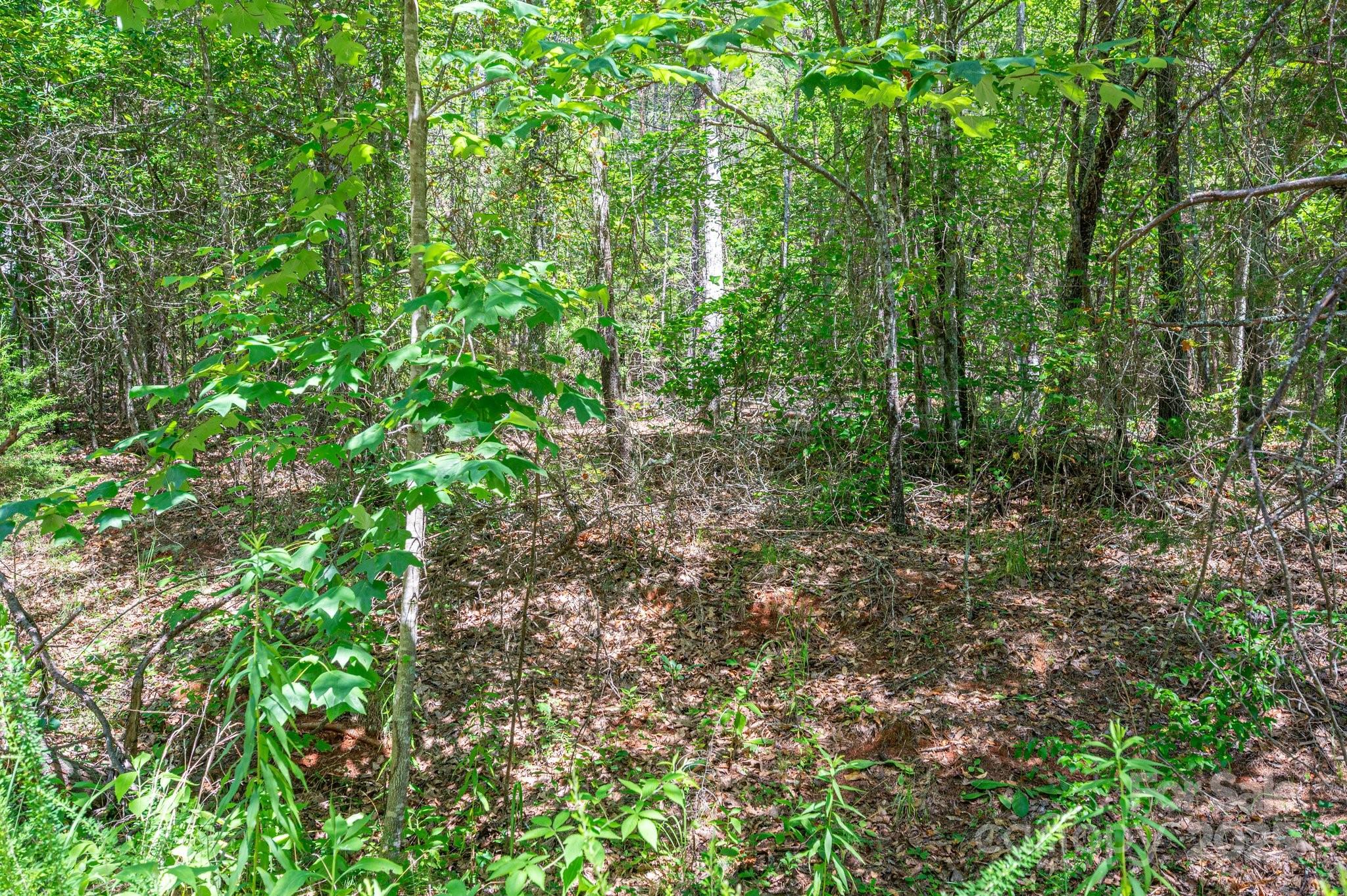 0 Meadow Crossing Drive Rutherfordton, NC 28139 - Photo 22 of 22 a view of a lush green forest