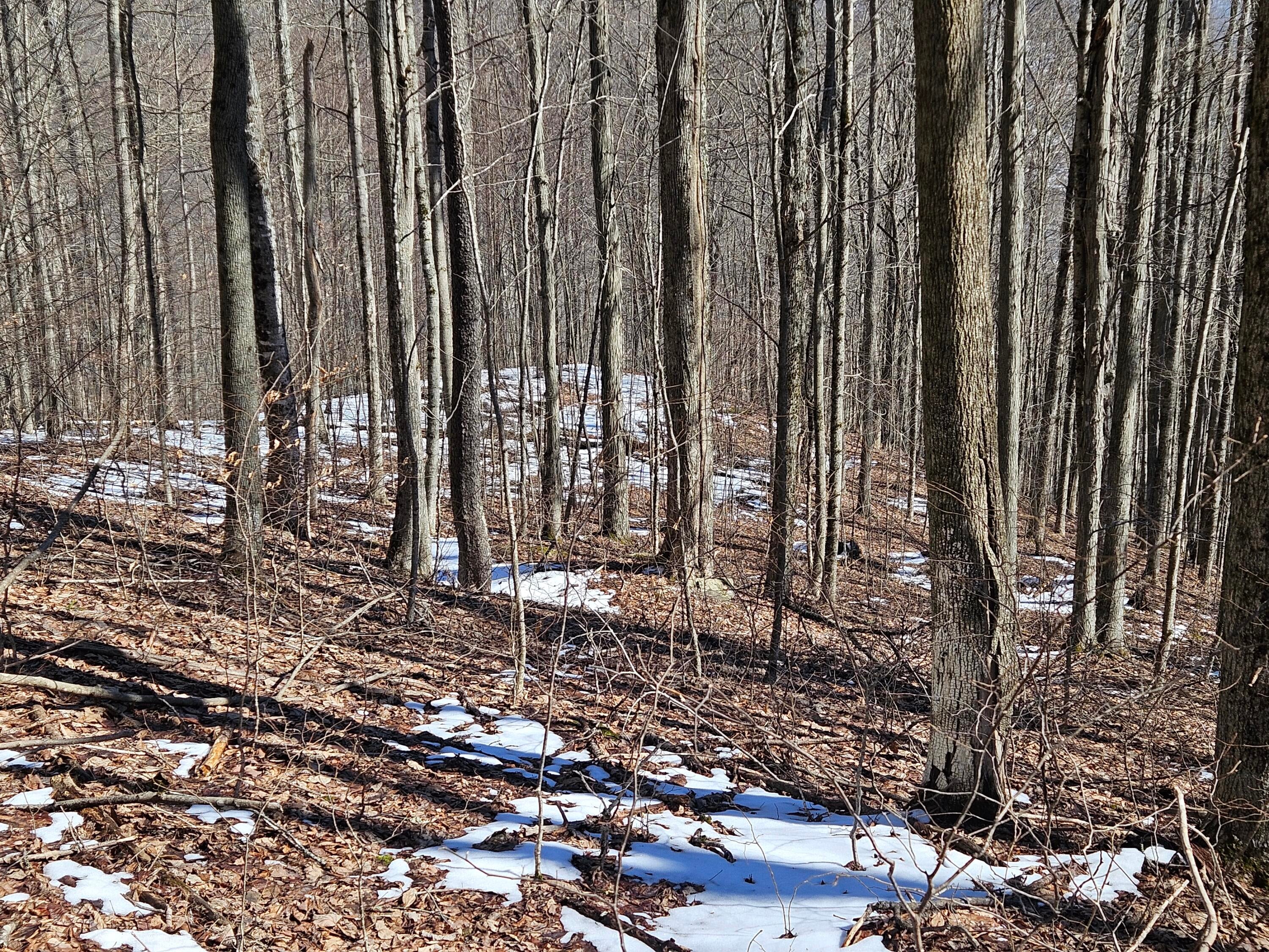 Lot 8 Upper Cherry Grove Road Slatyfork, WV 26291 - Photo 10 of 22 Gallery Image 10
