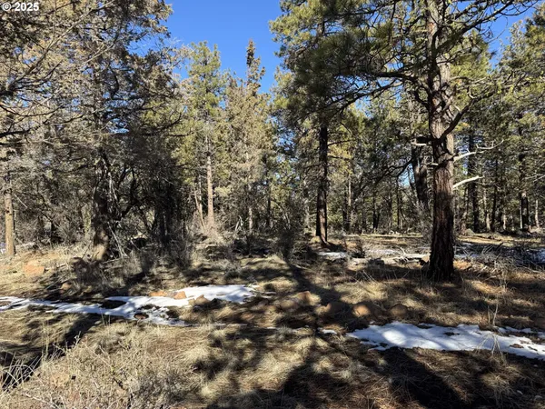 a view of a forest filled with trees