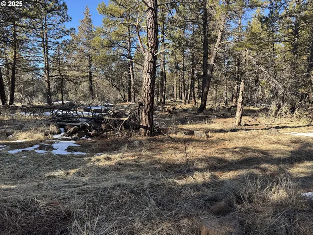a view of a yard with trees