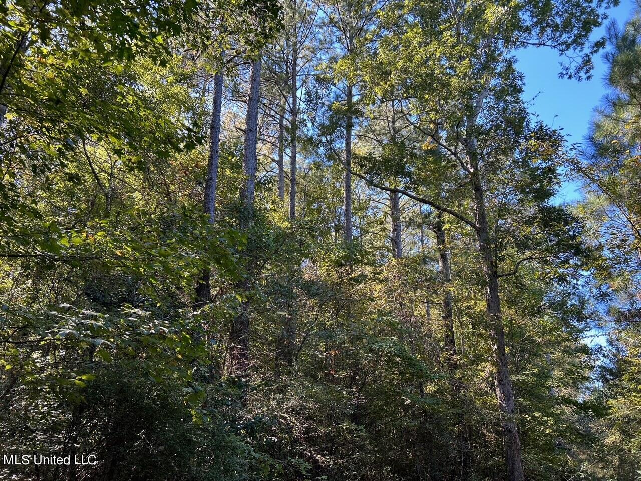 0 Hickory Nut Road Little Rock, MS 39337 - Photo 31 of 36 IMG_0628