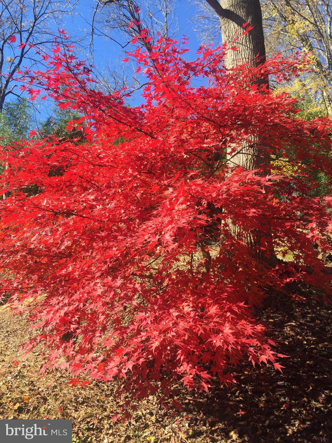 2016 Shepperd Road Monkton, MD 21111 - Photo 50 of 55 Fall foliage colors surround the property