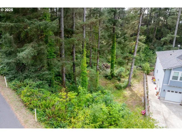 a view of a forest with a street