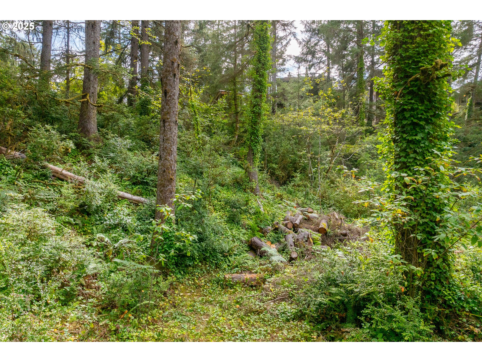 1503 Cherry Street Manzanita, OR 97130 - Photo 9 of 18 a view of a forest