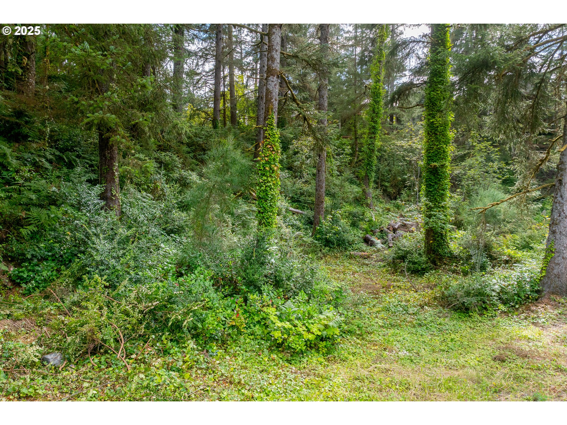 1503 Cherry Street Manzanita, OR 97130 - Photo 10 of 18 a view of a lush green forest