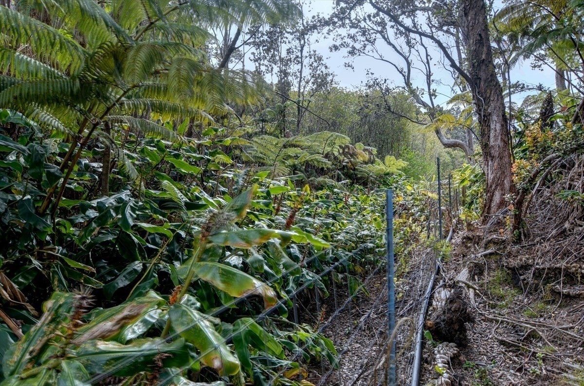 19-4269 Haunani Road Volcano, HI 96785 - Photo 2 of 18 Gallery Image 2