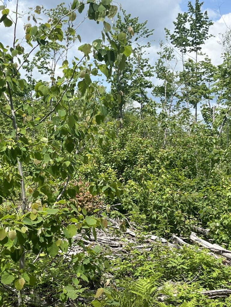 M4-l20 Hardwood Ridge Road Deblois, ME 04622 - Photo 4 of 15 97D27EE4-F652-4328-8A39-93E10DF1E5EB_1_1