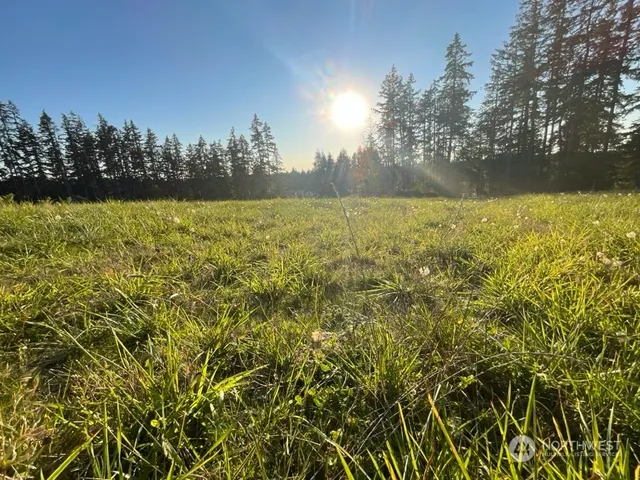 a view of yard with outdoor space and trees in the background